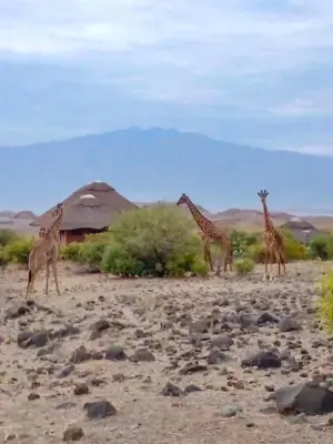 three giraffes standing in a field near a bush at Africa Safari Lake Natron Camping in Mtowabaga