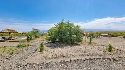 a garden with a tree and a swimming pool at Africa Safari Lake Natron Camping in Mtowabaga
