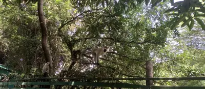 two monkeys are sitting in a tree at Karibu Heritage House in Arusha