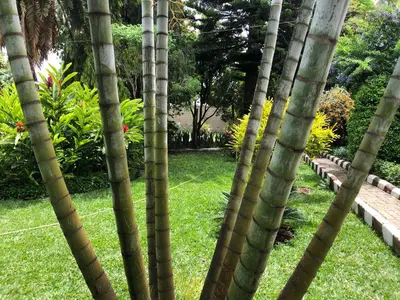 a group of palm trees in a yard at Karibu Heritage House in Arusha