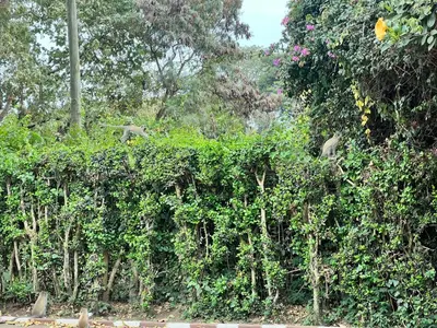 two birds sitting on a hedge in a garden at Karibu Heritage House in Arusha