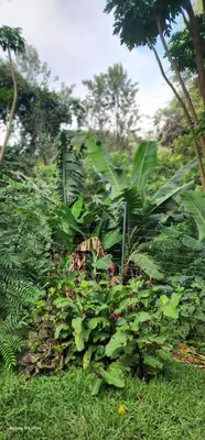 a garden with green plants in the grass at Kizumba House in Arusha