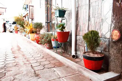 a row of potted plants on the side of a building at Arusha Safari Hostel in Arusha