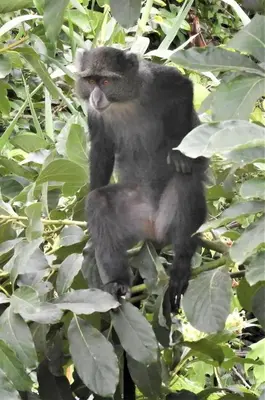 a monkey is sitting on a tree branch at Holiday cottage by the river, Arusha in Arusha