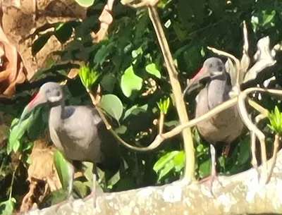 three birds are sitting on a tree branch at Holiday cottage by the river, Arusha in Arusha