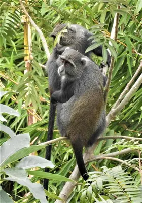 a group of monkeys sitting on a tree branch at Holiday cottage by the river, Arusha in Arusha