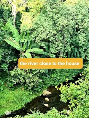 the river close to the house in the jungle at Holiday cottage by the river, Arusha in Arusha