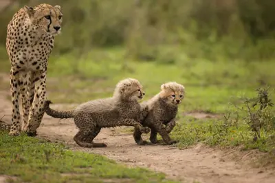 a cheetah and two cubs playing on a dirt road at Africa Safari South Serengeti Ndutu Ngorongoro in Sinoni