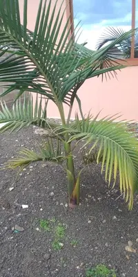 a small palm tree sitting in the dirt at Zimbe Host Arusha in Arusha