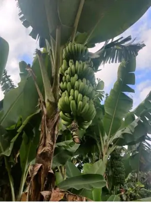 a bunch of green bananas on a banana tree at Zimbe Host Arusha in Arusha