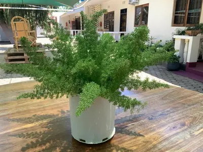 a white vase with a green plant in it at Manyada Inn in Arusha