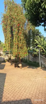 a tree filled with lots of red cherries at Manyada Inn in Arusha