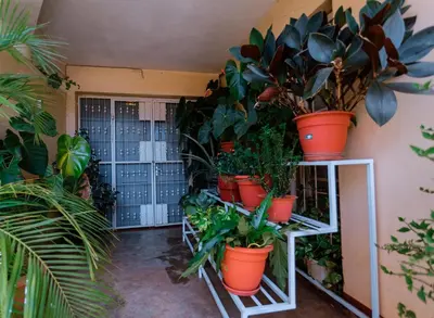a bunch of potted plants on a wall at FARAJA HOMESTAY- Seamless Comfort in the Heart of the City - Free WiFi, Warm Hospitality, and Local Delights Await in Moshi