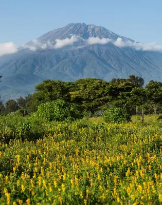 a field of flowers with a mountain in the background at Katambuga House in Arusha