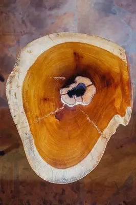 a bird sitting in the center of a tree stump at Kilimanjaro Scenic Homestay in Moshi