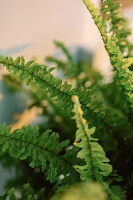 a close up of a green plant at Sarita Village Homes in Arusha