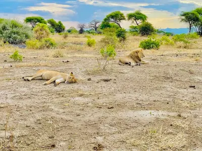 two lions laying on the ground in a field at Tiny house with amazing view in Arusha