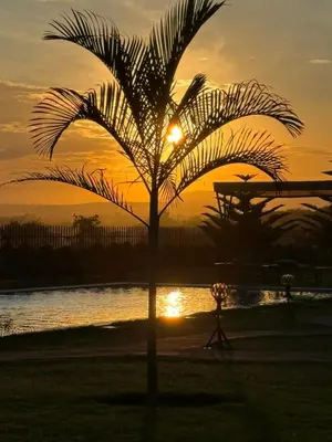 a palm tree with the sunset in the background at Heart and Soul Lodge in Karatu