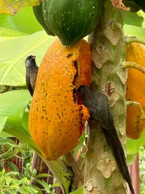 two birds are eating a fruit on a tree at Heart and Soul Lodge in Karatu