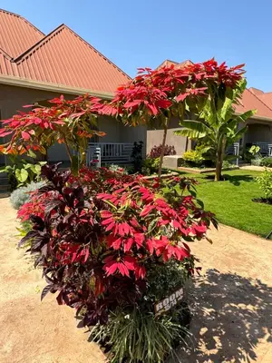 a bush of red flowers in front of a house at Heart and Soul Lodge in Karatu