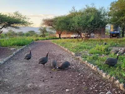 a group of birds standing on a dirt road at Mwi Village House in Mto wa Mbu