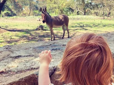 a little girl is looking at a donkey at Mount Meru Game Lodge in Arusha