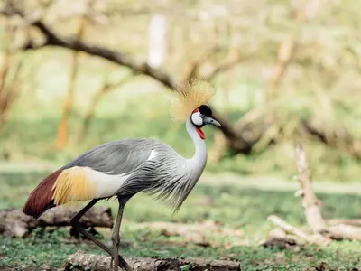 a bird with a long tail standing in the grass at Mount Meru Game Lodge in Arusha