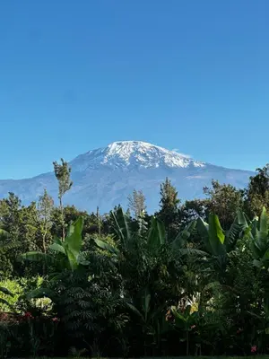 a snow covered mountain in the distance behind trees at Shose Farmhouse Chalets & Campsite in Moshi