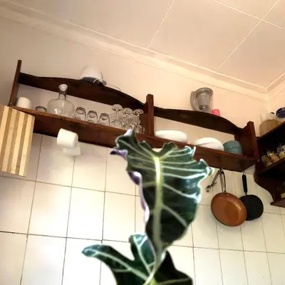 a plant sitting on the floor in a kitchen at Goodtimewithfar House in Moshi