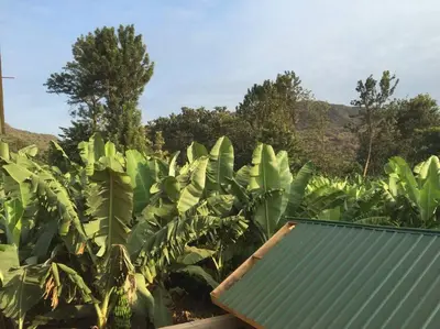 a field of banana plants with a green roof at The Hondo Hondo House, Mto wa Mbu, Tanzania in Mto wa Mbu