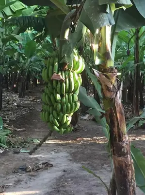 a bunch of green bananas hanging from a tree at The Hondo Hondo House, Mto wa Mbu, Tanzania in Mto wa Mbu